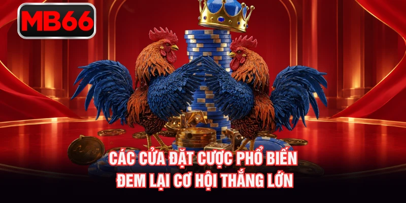 Các cửa đặt cược phổ biến đem lại cơ hội thắng lớn