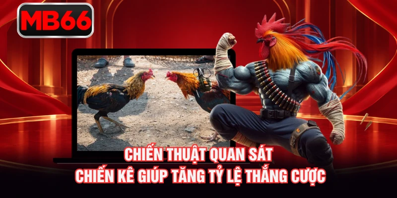 Chiến thuật quan sát chiến kê giúp tăng tỷ lệ thắng cược