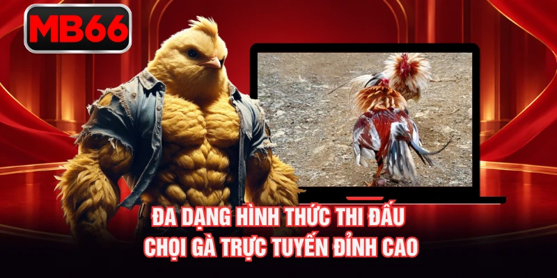 Đa dạng hình thức thi đấu chọi gà trực tuyến đỉnh cao