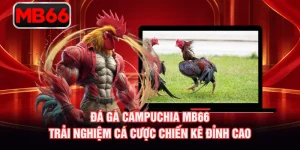 Đá Gà Campuchia MB66 - Trải Nghiệm Cá Cược Chiến Kê Đỉnh Cao