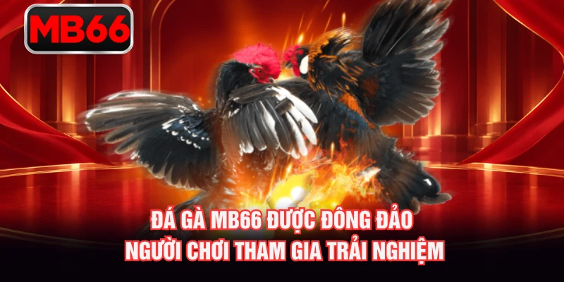 Đá gà MB66 được đông đảo người chơi tham gia trải nghiệm