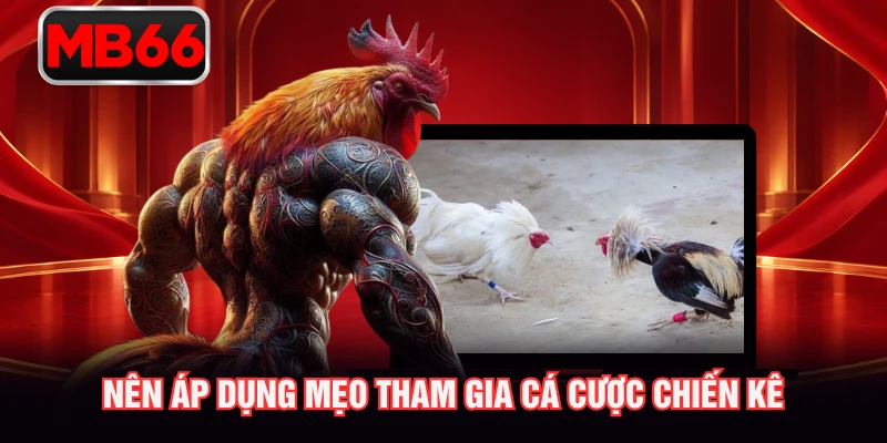 Nên áp dụng mẹo tham gia cá cược chiến kê