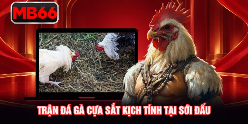 Trận đá gà cựa sắt kịch tính tại sới đấu